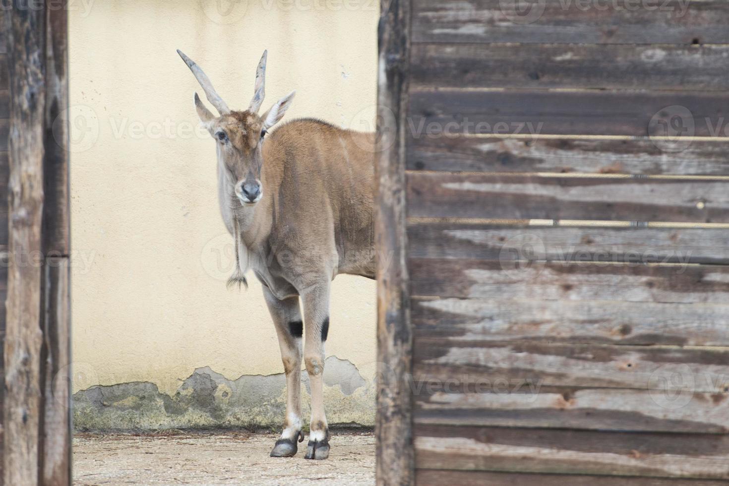 africano antilope dettaglio foto