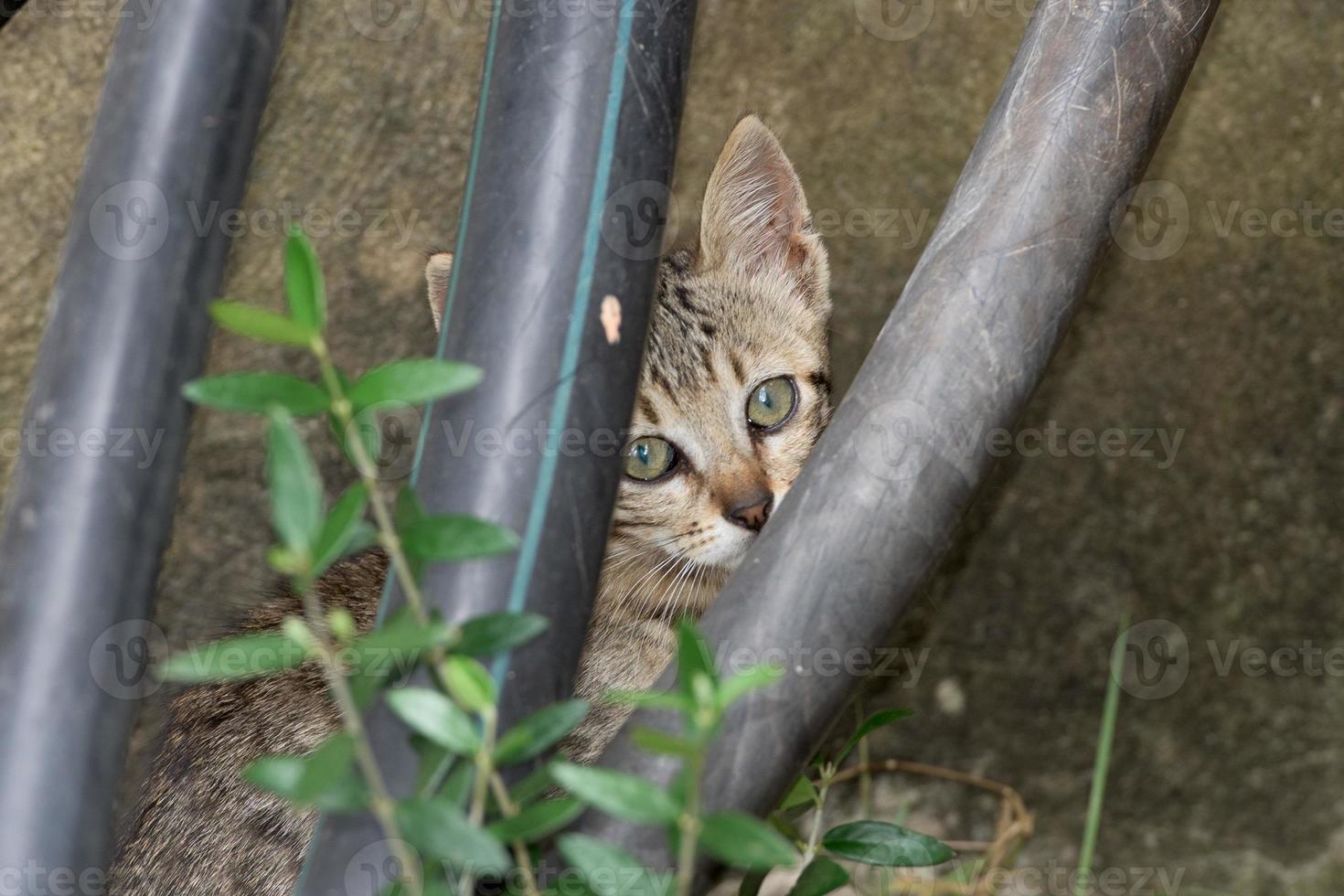 neonato bambino gatto mentre nascondiglio foto