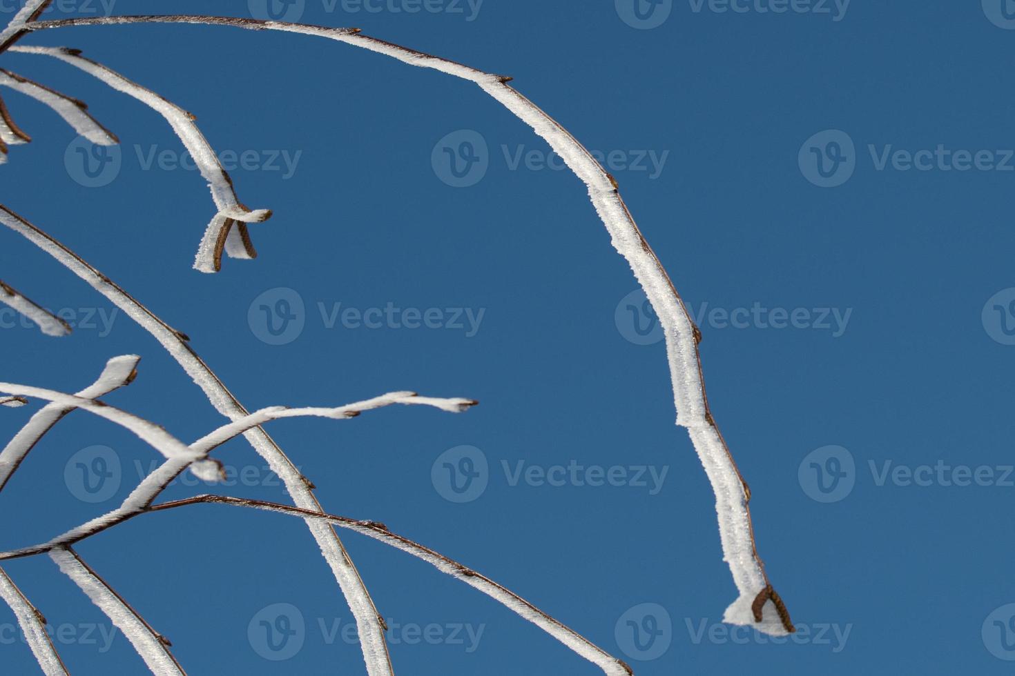 albero ramo coperto di ghiaccio nel inverno tempo foto
