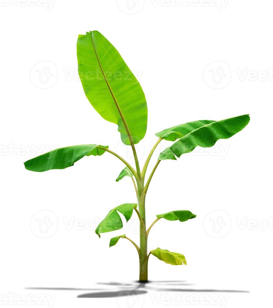 Banana albero, verde le foglie modello isolato su bianca sfondo, includere ritaglio sentiero foto