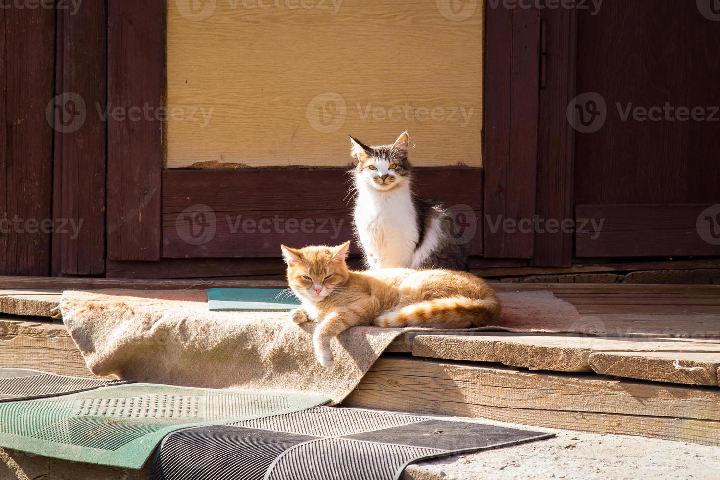 vicino su Due assonnato gatti su gradino della porta nel luce del sole concetto foto