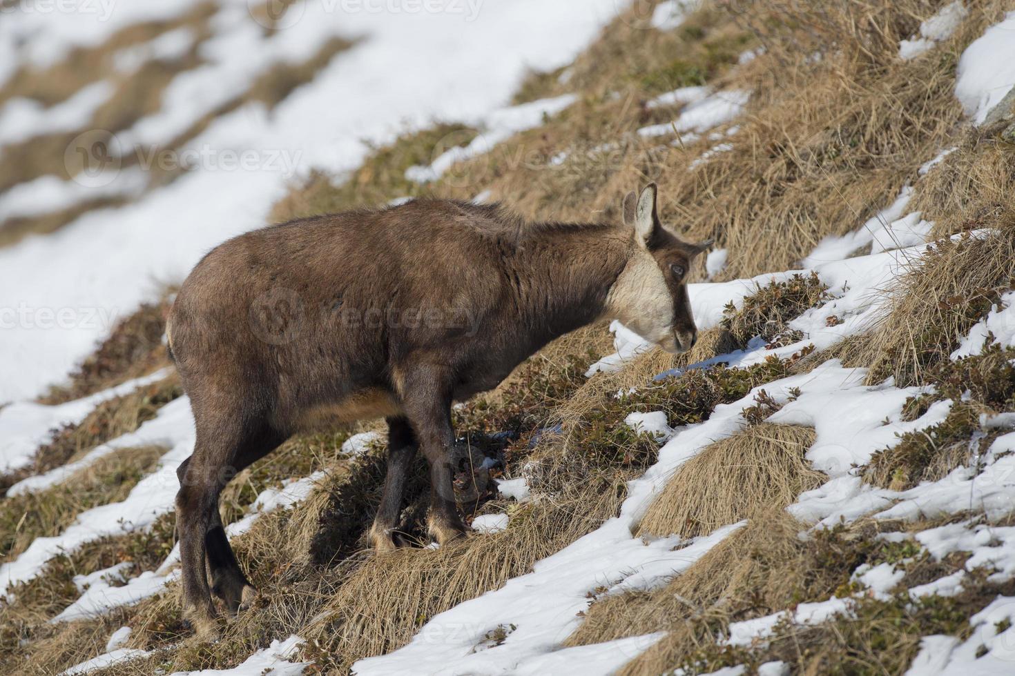 un isolato camoscio cervo nel il neve sfondo foto