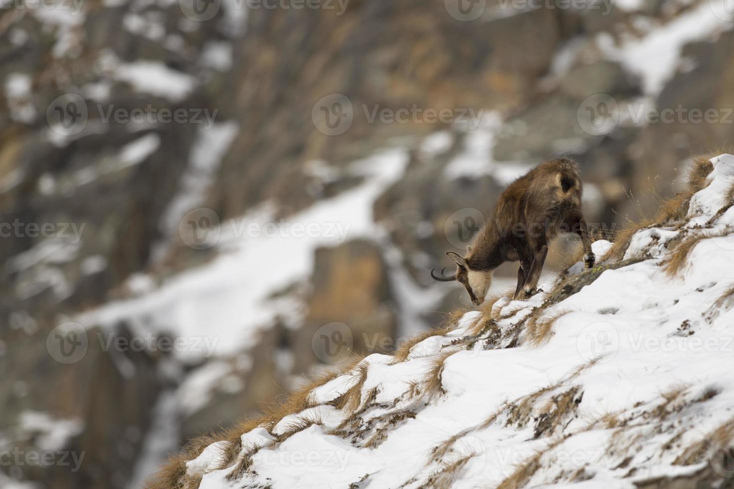 un isolato camoscio cervo nel il neve sfondo foto