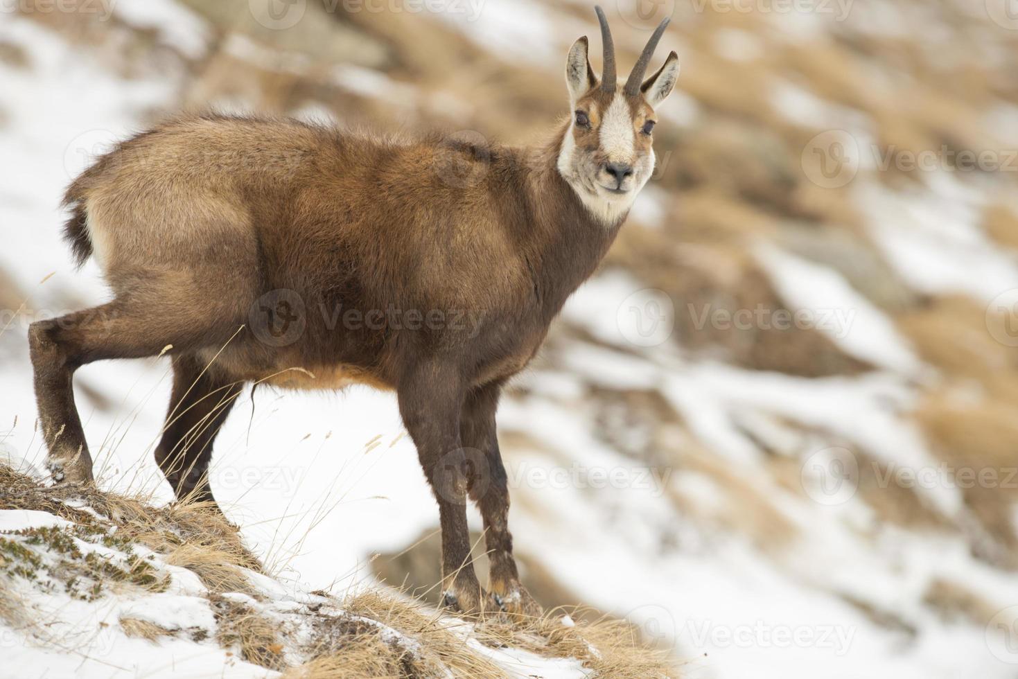 un isolato camoscio cervo nel il neve sfondo foto