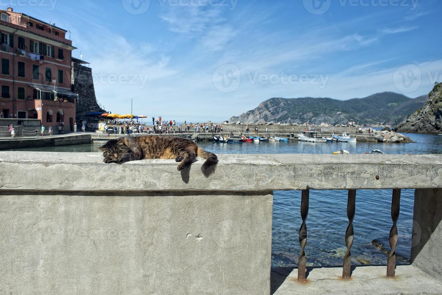 gatto mentre riposo nel Vernazza porto foto