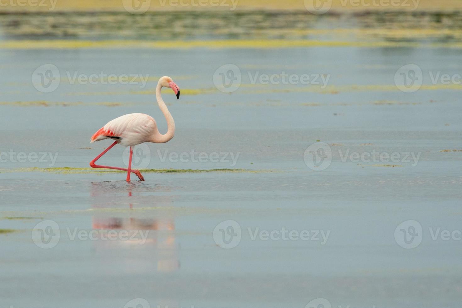 rosa fenicottero rilassante nel acqua nel sardegna, Italia foto