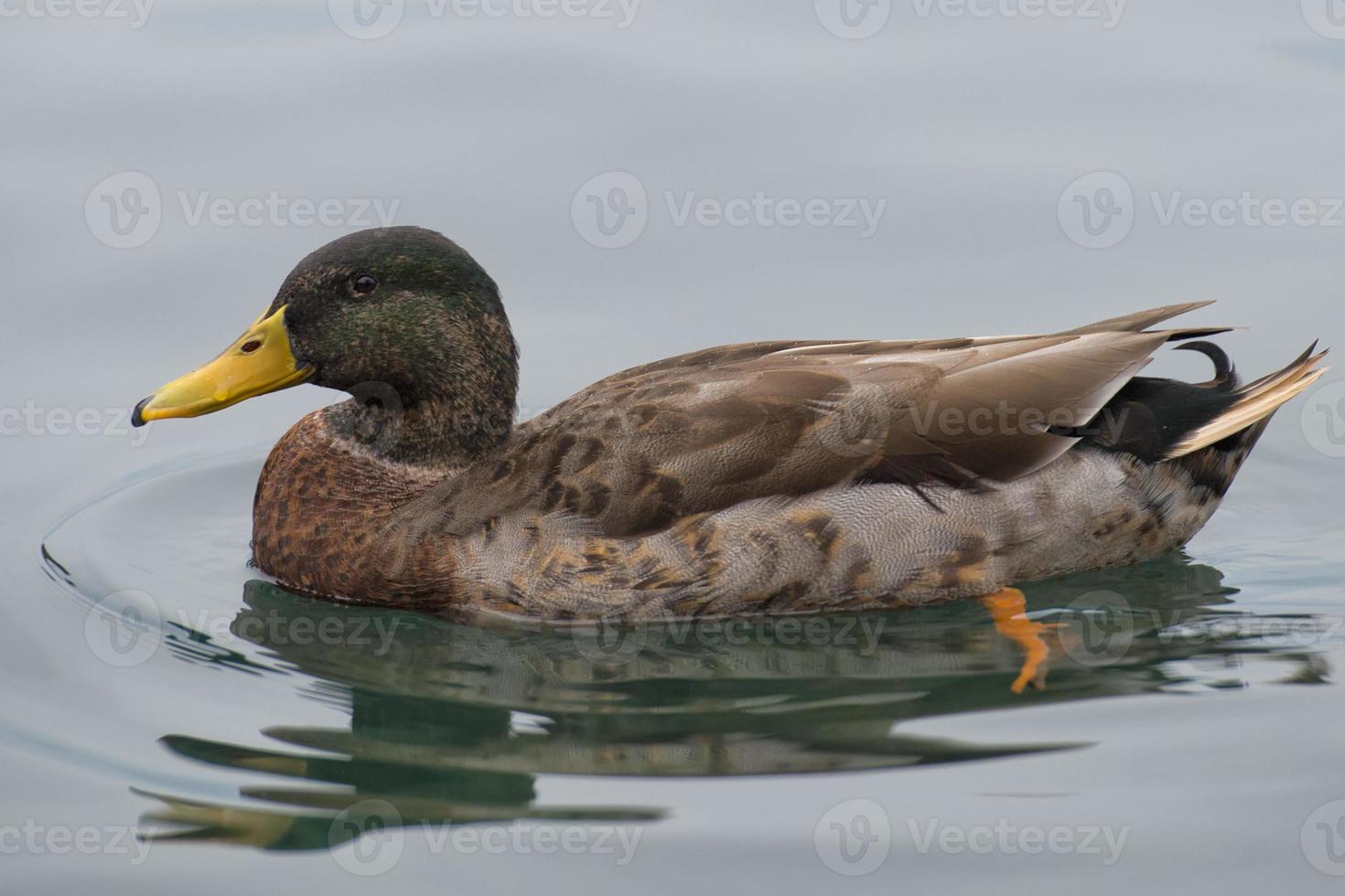 un' anatra mentre nuoto foto