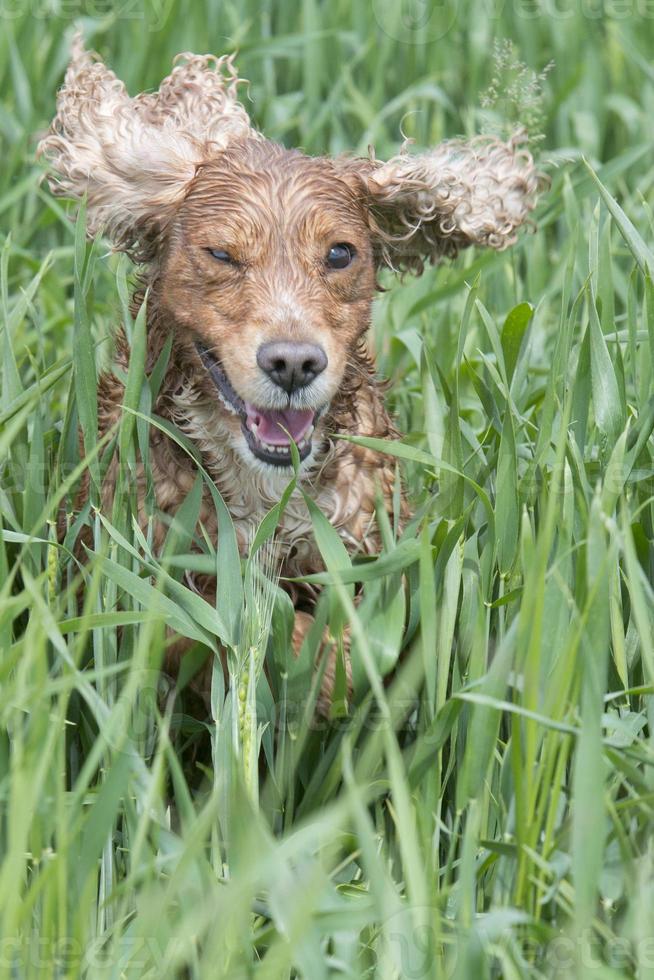 isolato inglese cocker spaniel su il erba sfondo foto