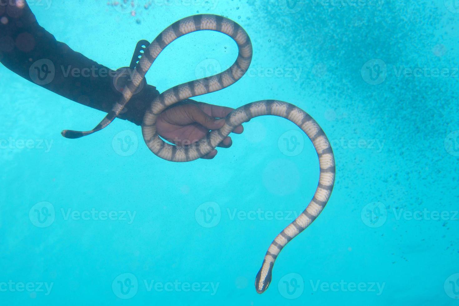un' mano Tenere il velenoso nero e bianca mare serpente nel Filippine foto