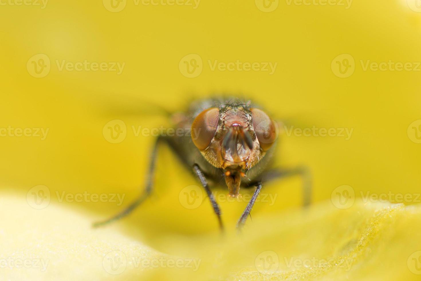 un' volare con rosso occhi vicino su macro foto