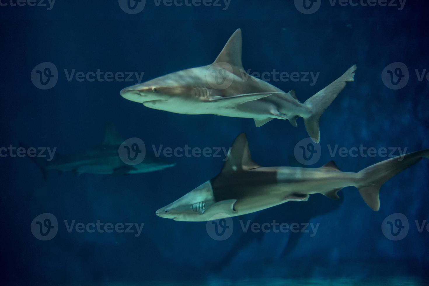 squalo nel acquario foto