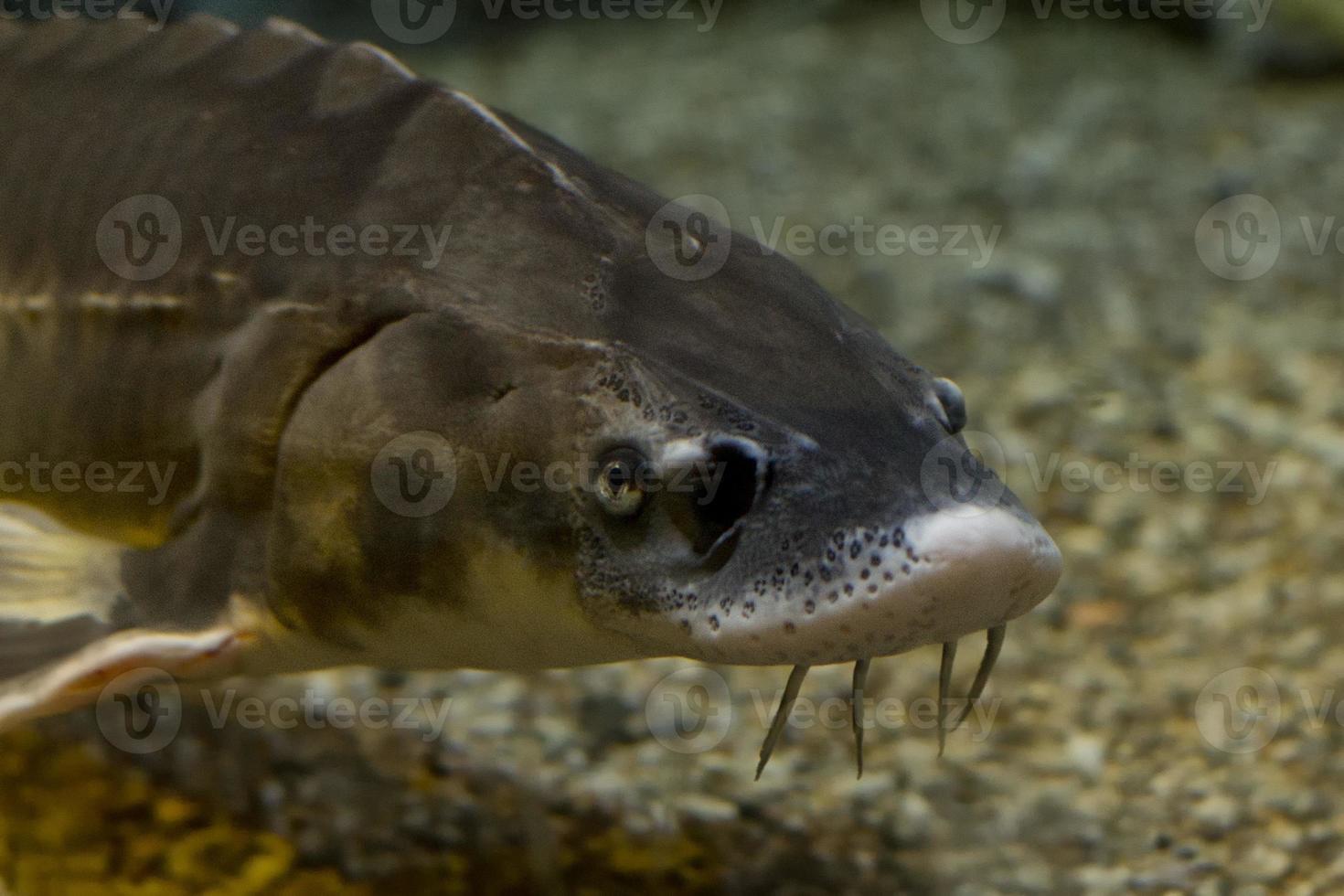 storione pesce caviale uova foto