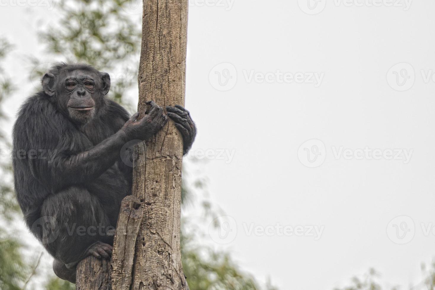 scimmia scimpanzé scimmia guardare a voi foto