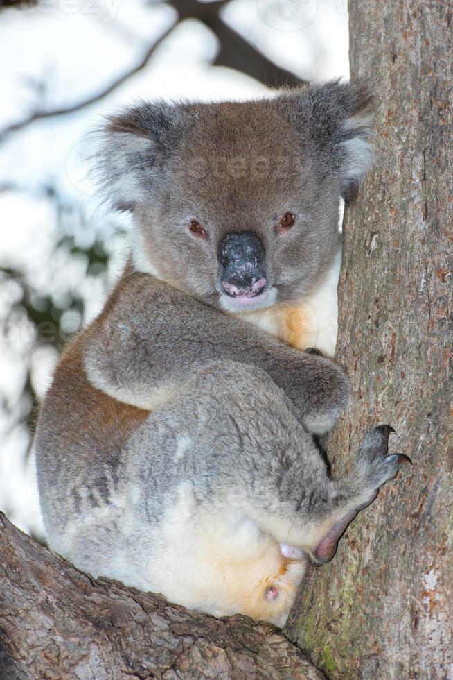 selvaggio koala su un' albero mentre guardare a voi foto