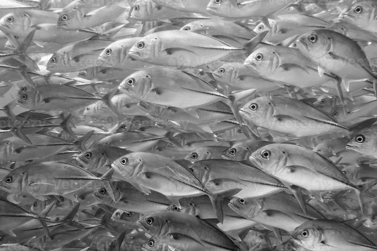 dentro un' scuola di pesce subacqueo nel nero e bianca foto