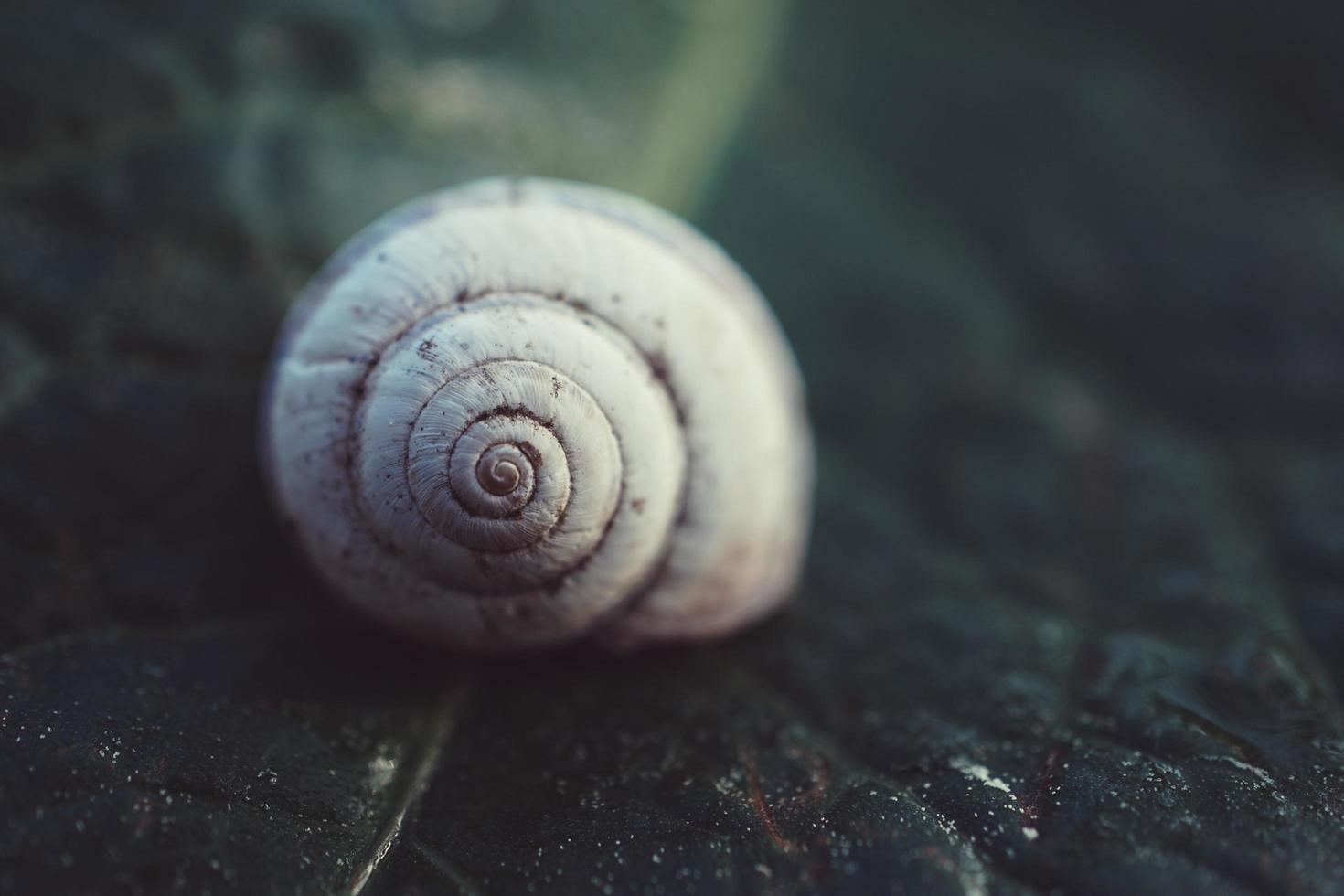 lumaca bianca in natura foto