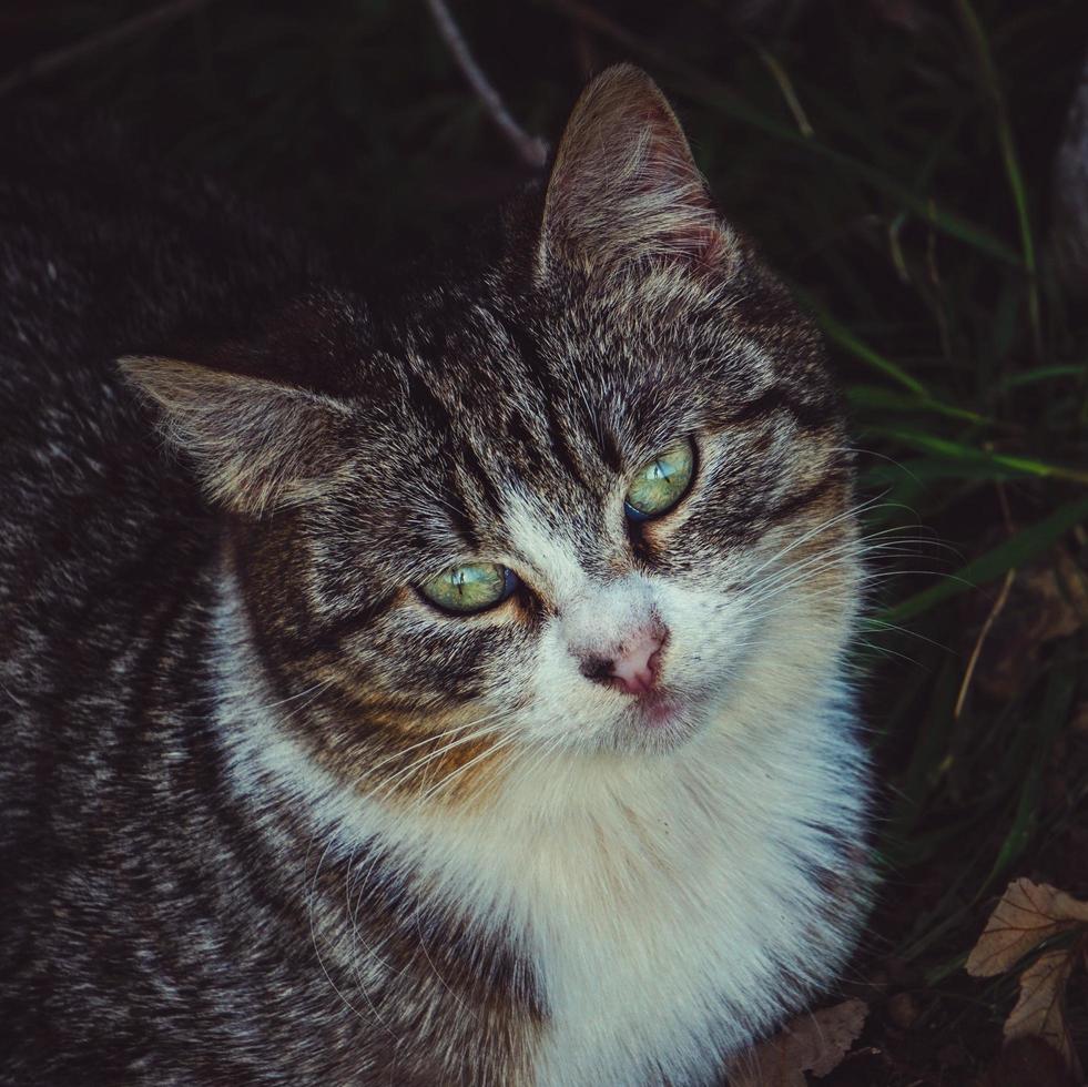 bellissimo ritratto di gatto randagio grigio foto