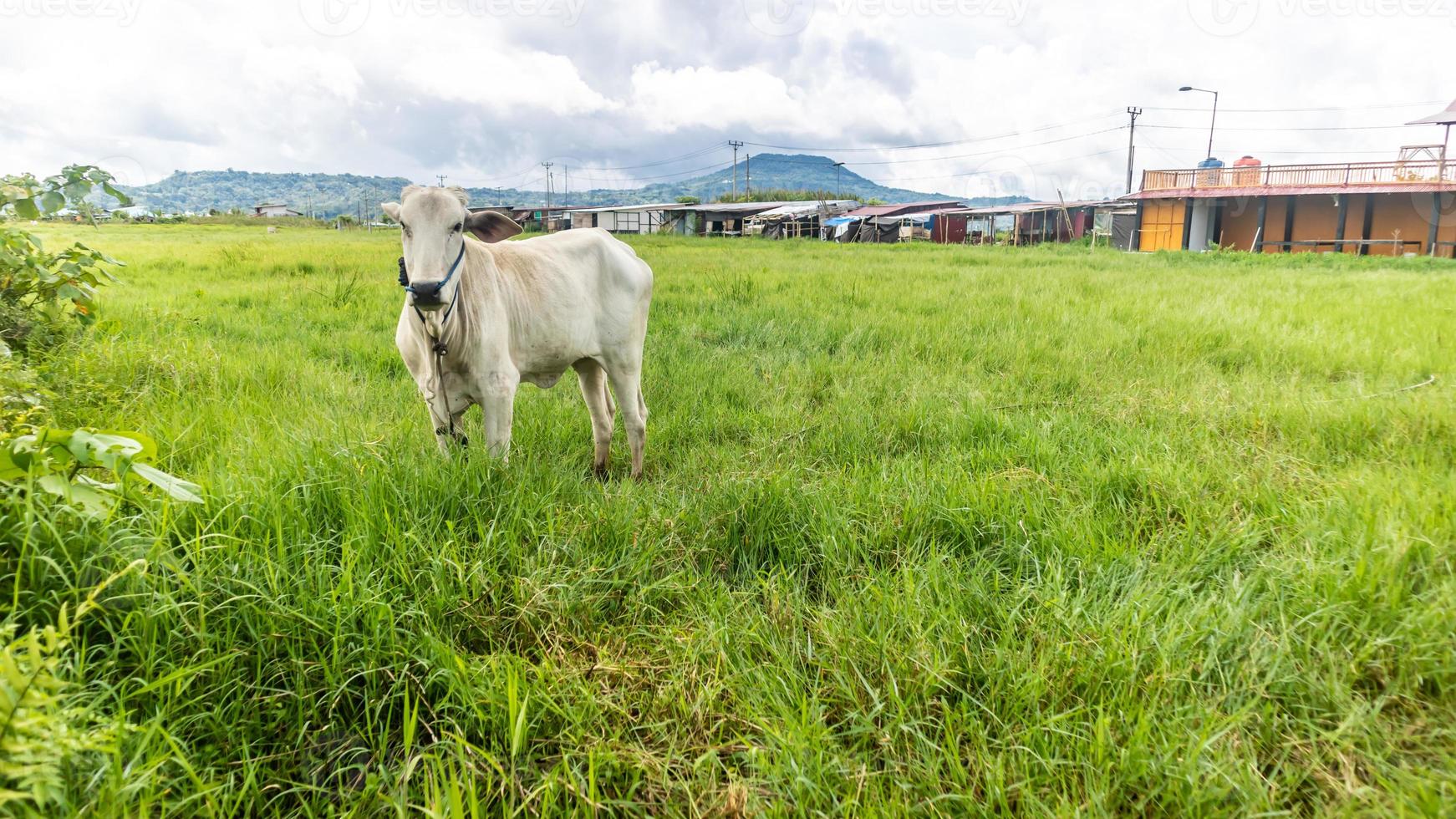 mucca nel il verde erba foto