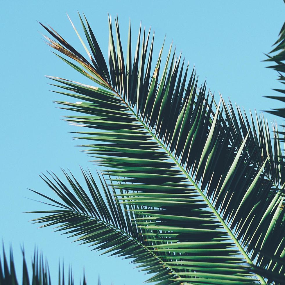 foglie di palma verde e cielo blu foto