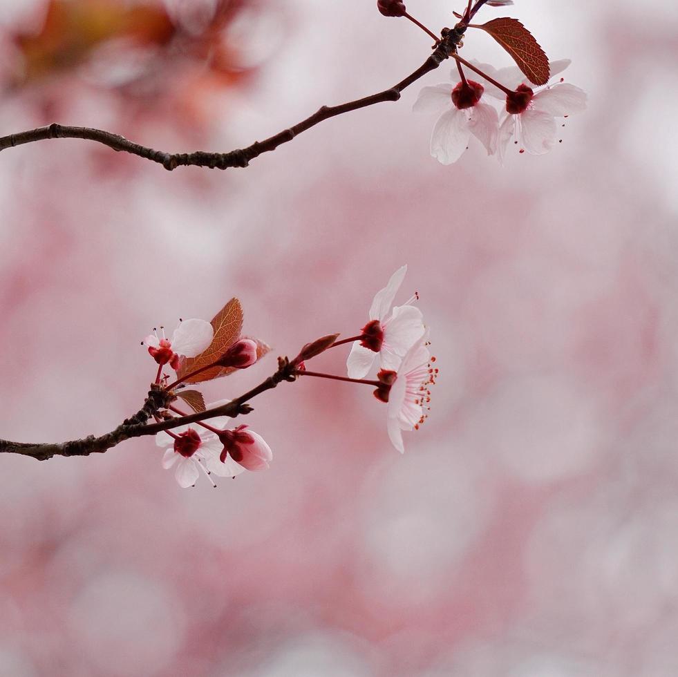 pianta fiore rosa in natura nella stagione primaverile foto