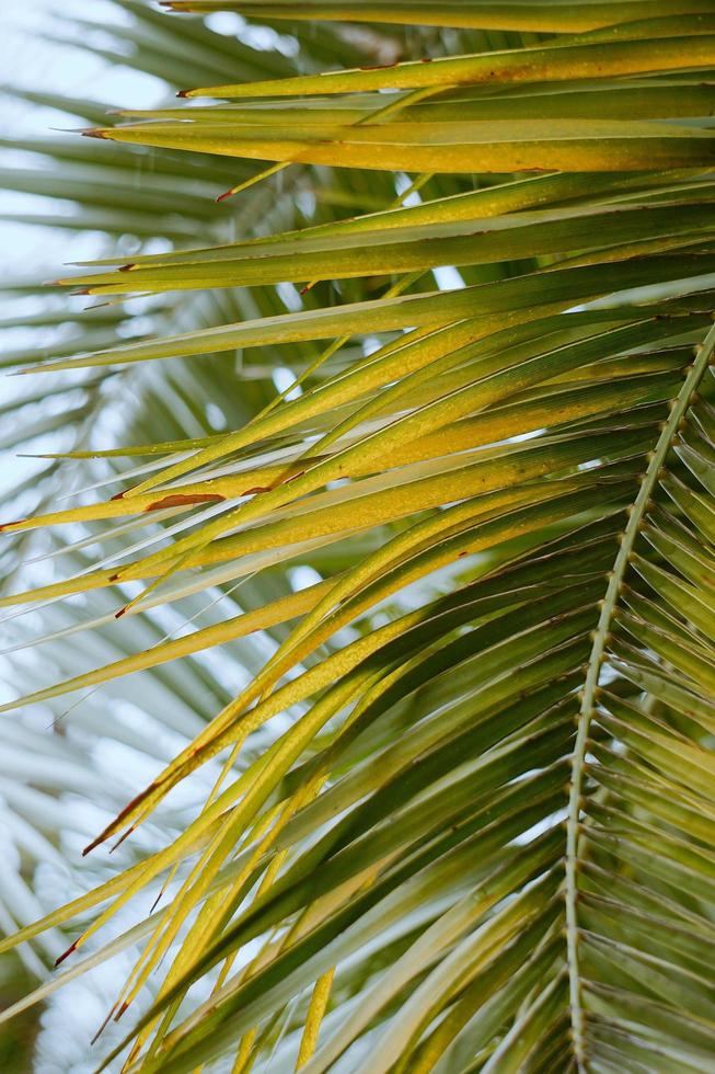 foglie di palma verde foto