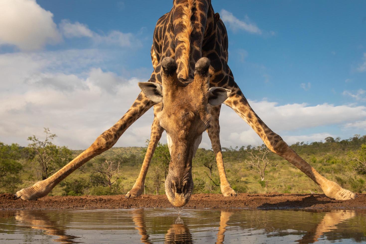 giraffa del sud che beve foto