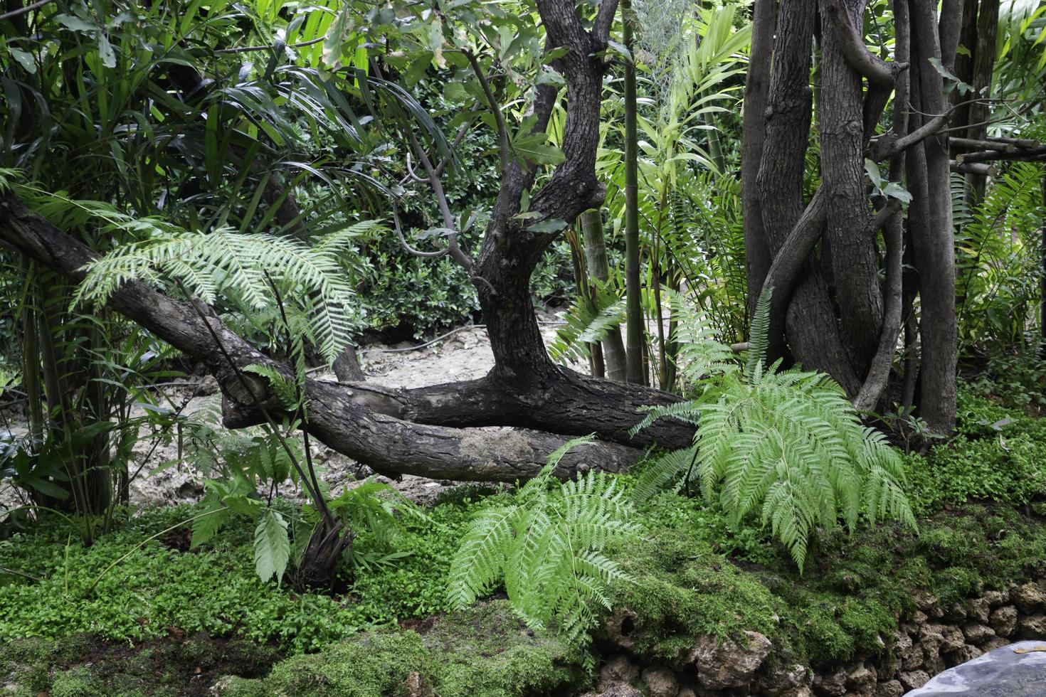 piante verdi in giardino tropicale foto