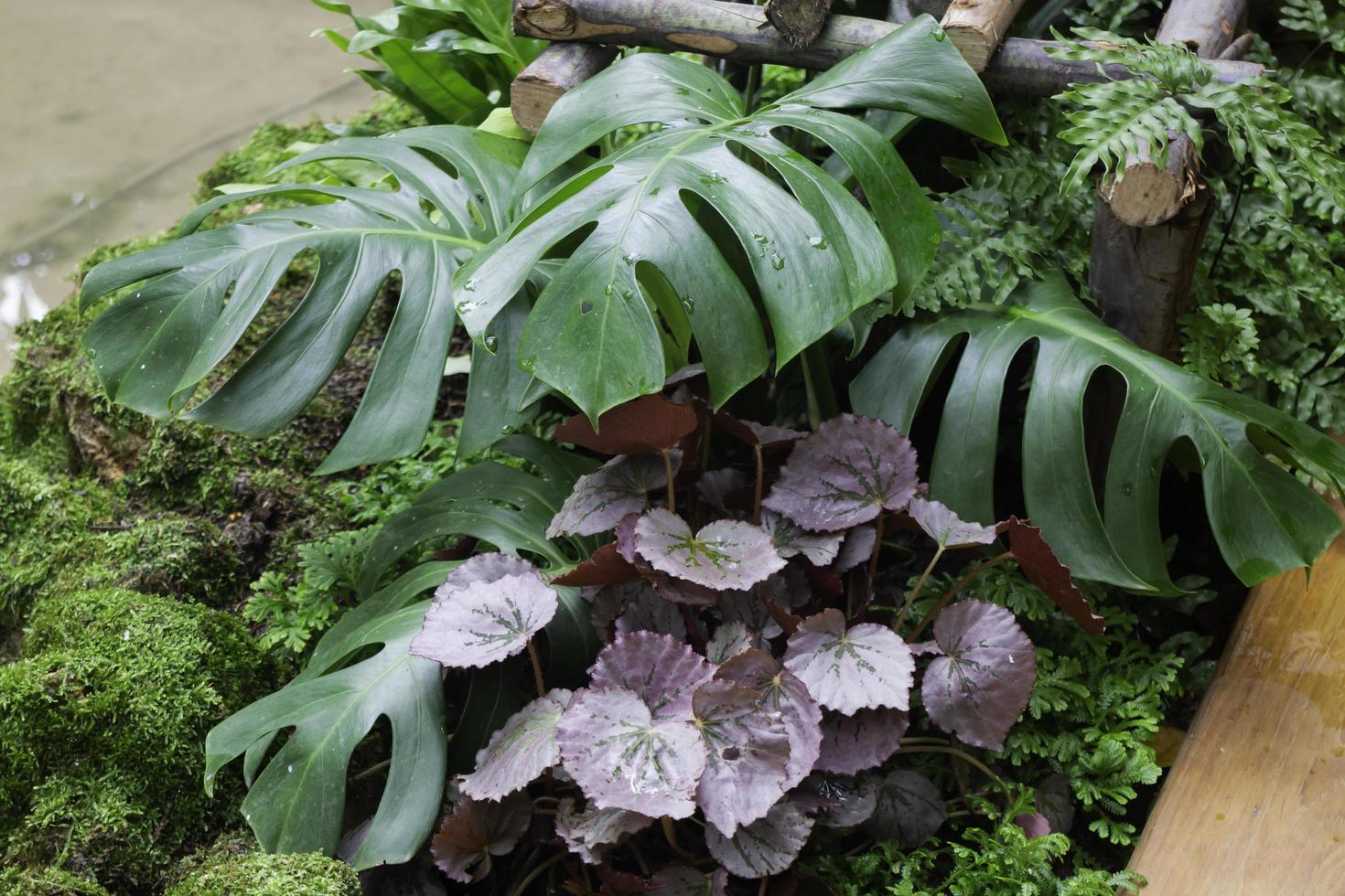 piante verdi in un giardino tropicale foto