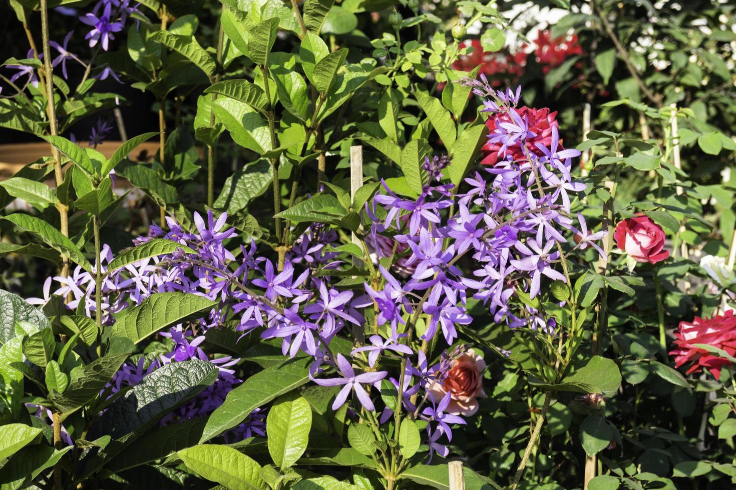 cespuglio di fiori in fiore foto