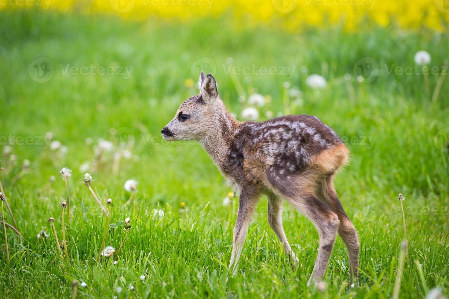 giovane selvaggio capriolo cervo nel erba, capreolus capreolo. nuovo Nato capriolo cervo, selvaggio primavera natura. foto