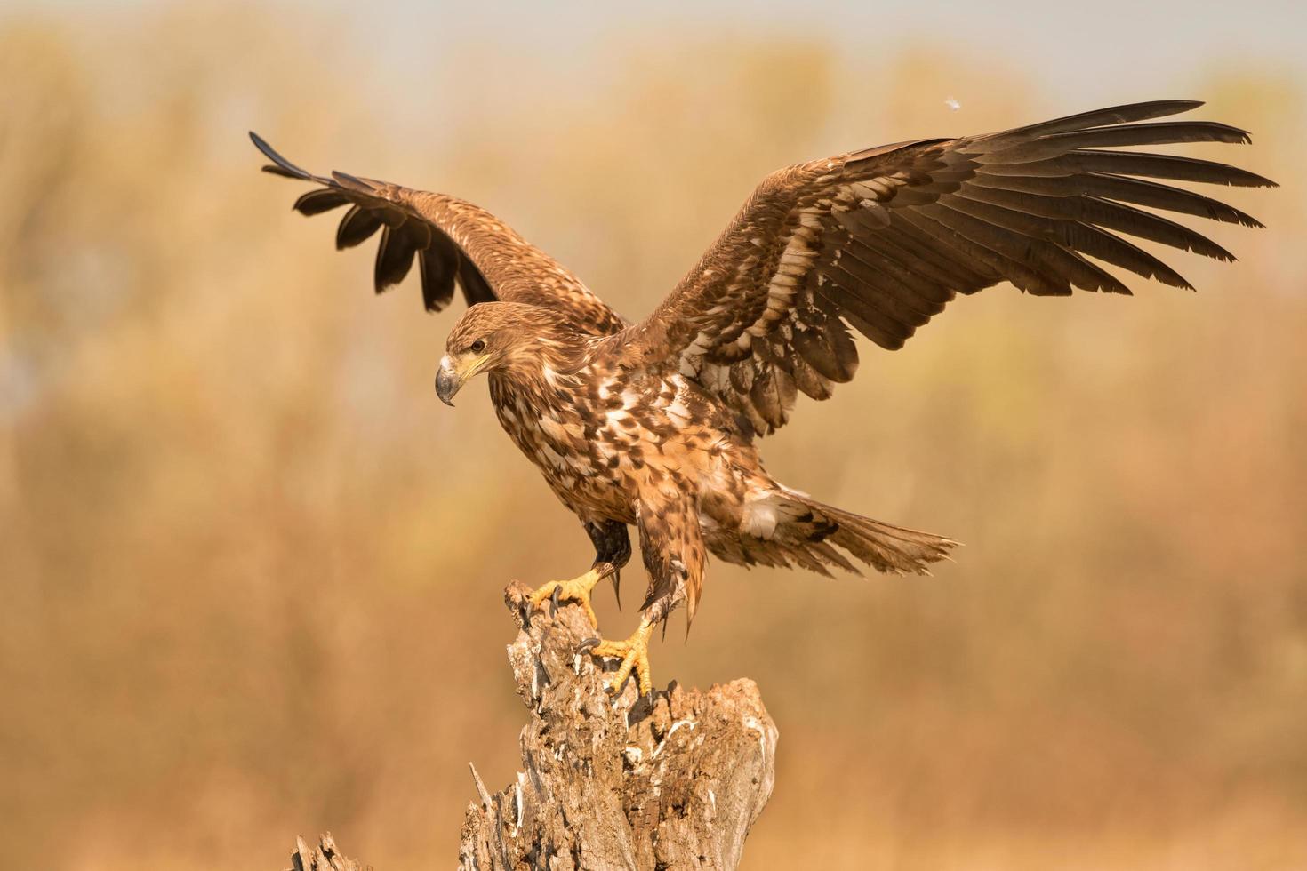 aquila dalla coda bianca che spiega le ali foto