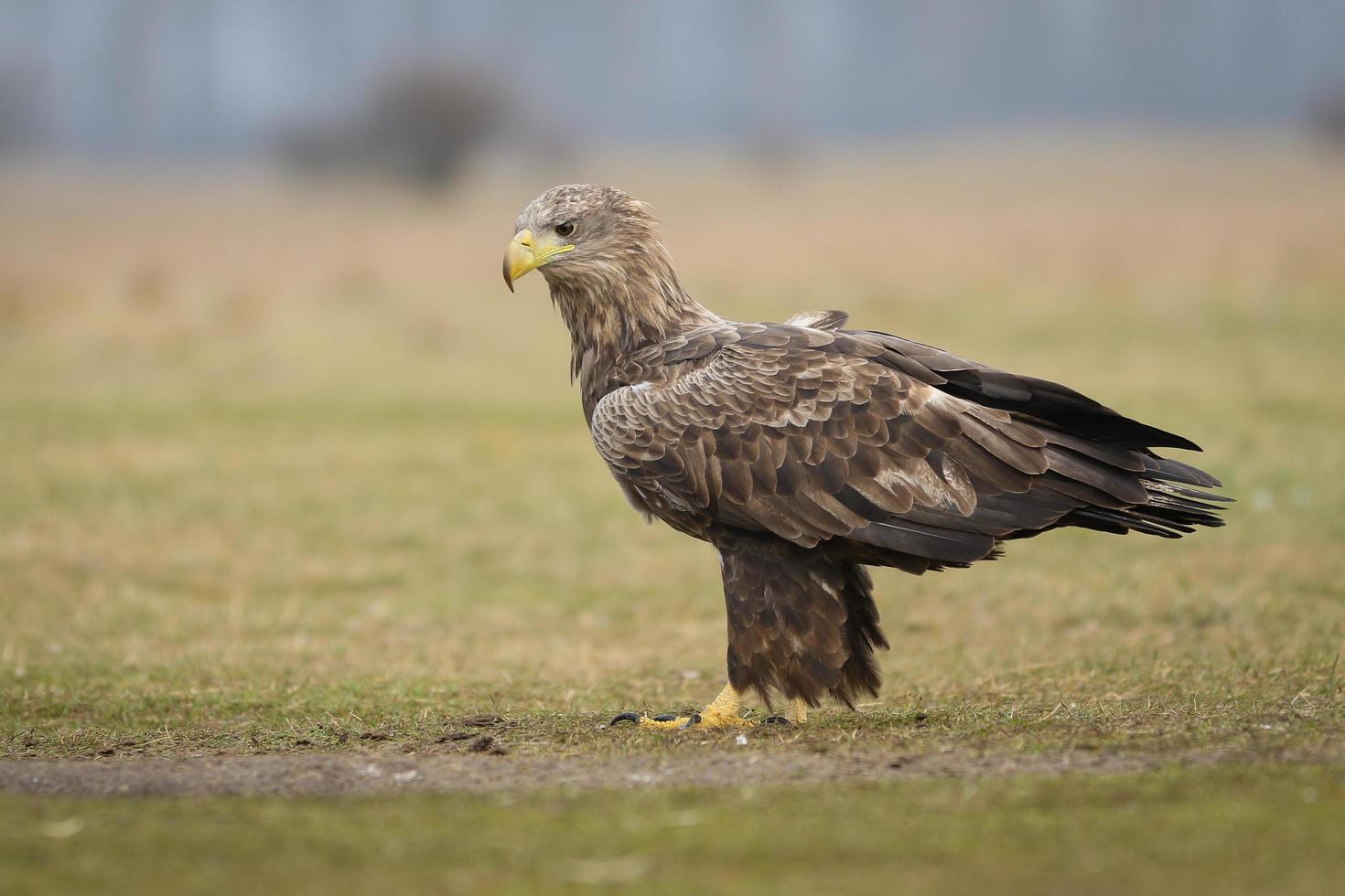 aquila dalla coda bianca in ambiente naturale foto