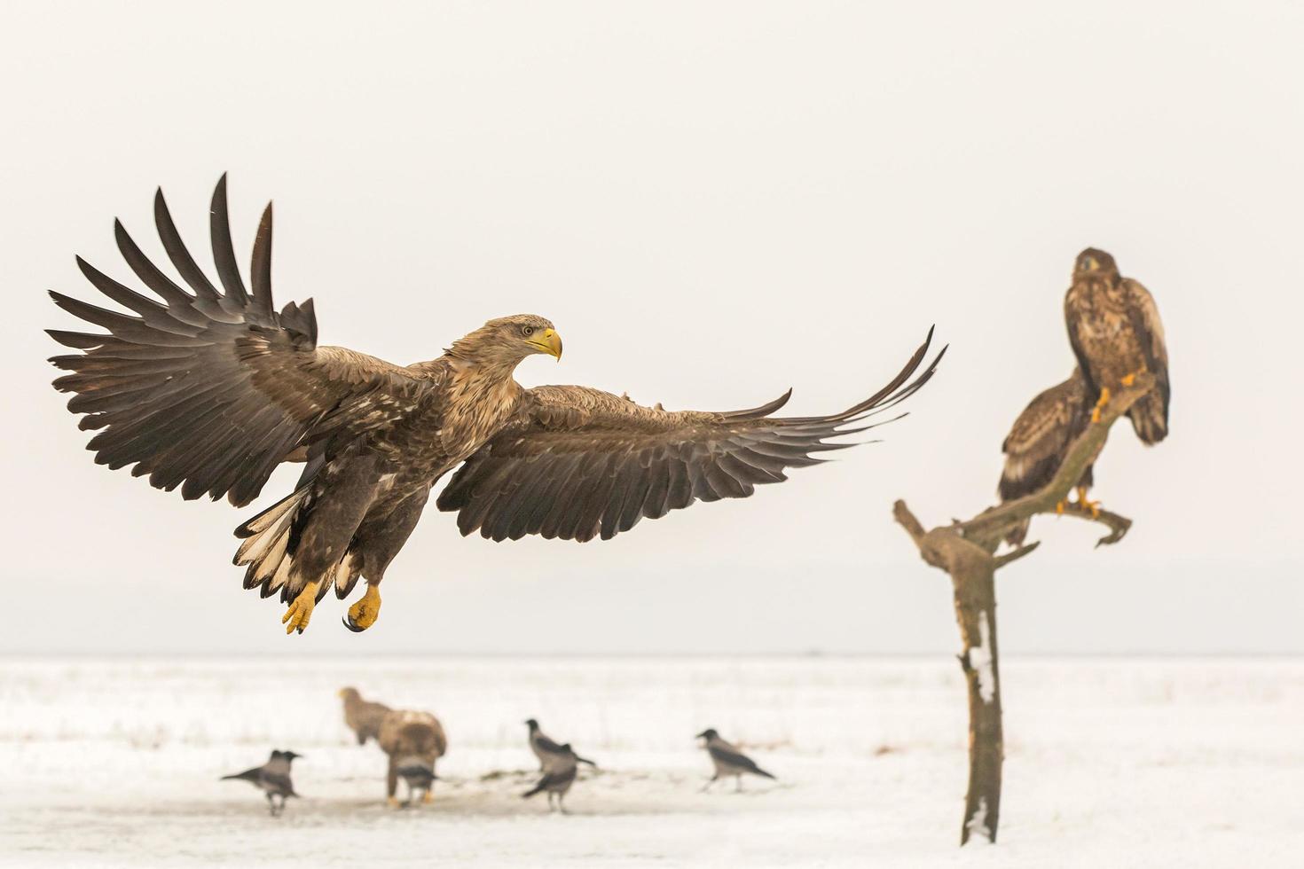 aquila dalla coda bianca in volo foto