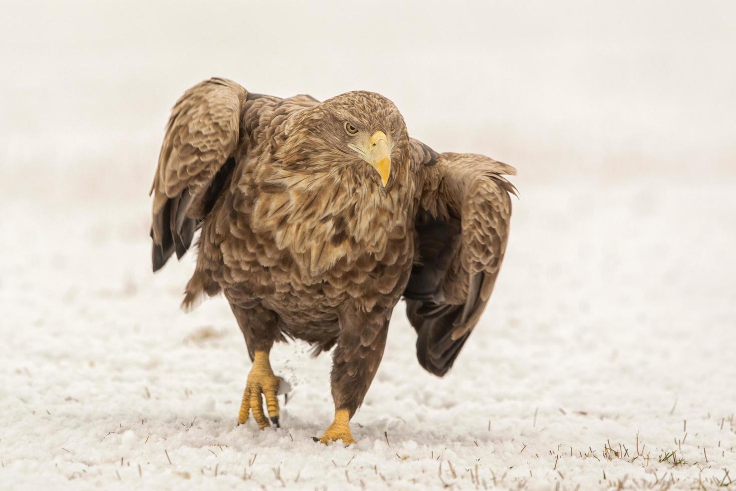 aquila dalla coda bianca che cammina nella neve foto