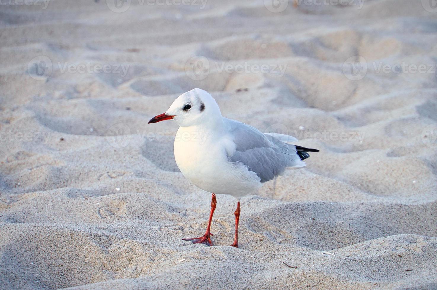 gabbiano su il spiaggia nel zingst. uccello in esecuzione attraverso il sabbia su il riva del mare foto