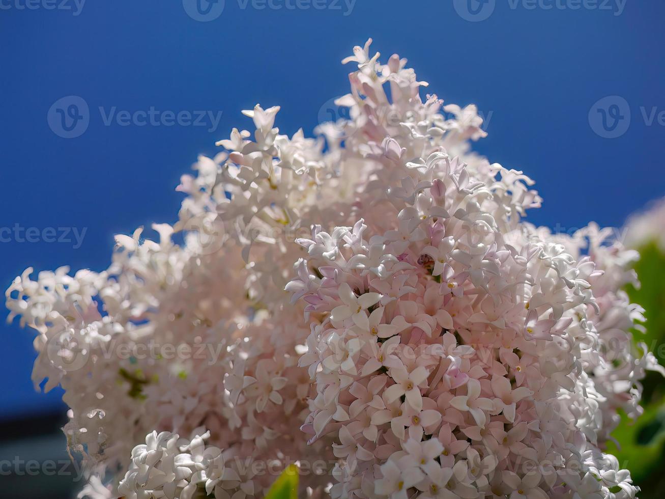 Basso angolo Visualizza di pastello rosa persiano lilla, syringa persica mazzo fiori, luminosa blu cielo sfondo, villosa lilla, naturale fioritura foto