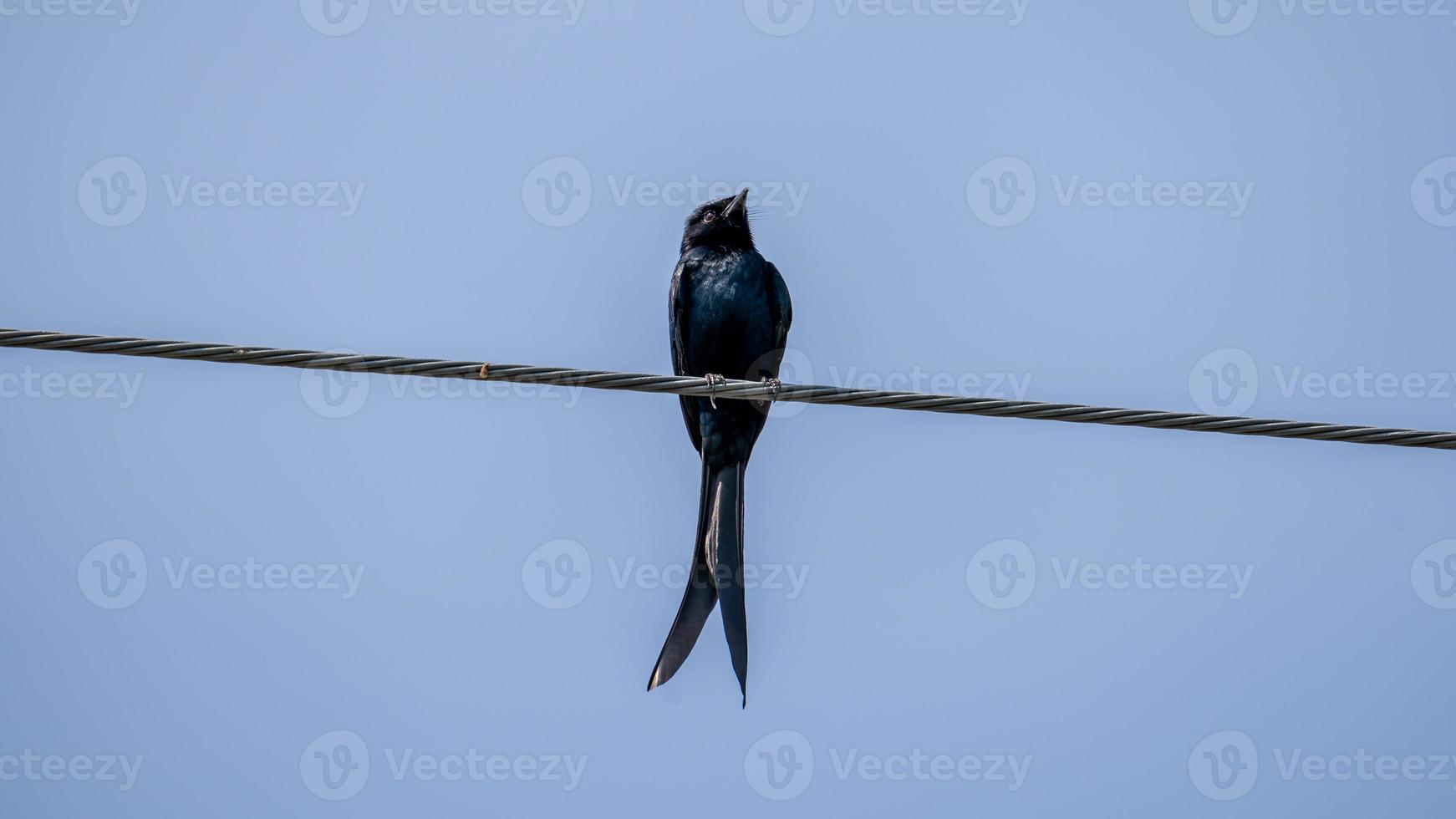 nero drongo arroccato su filo foto