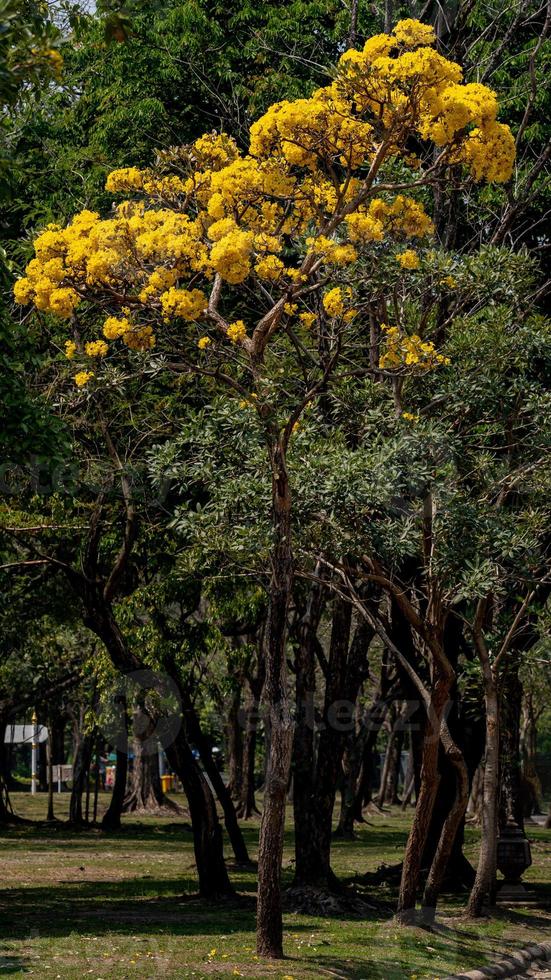 giallo tromba albero fioritura nel natura foto