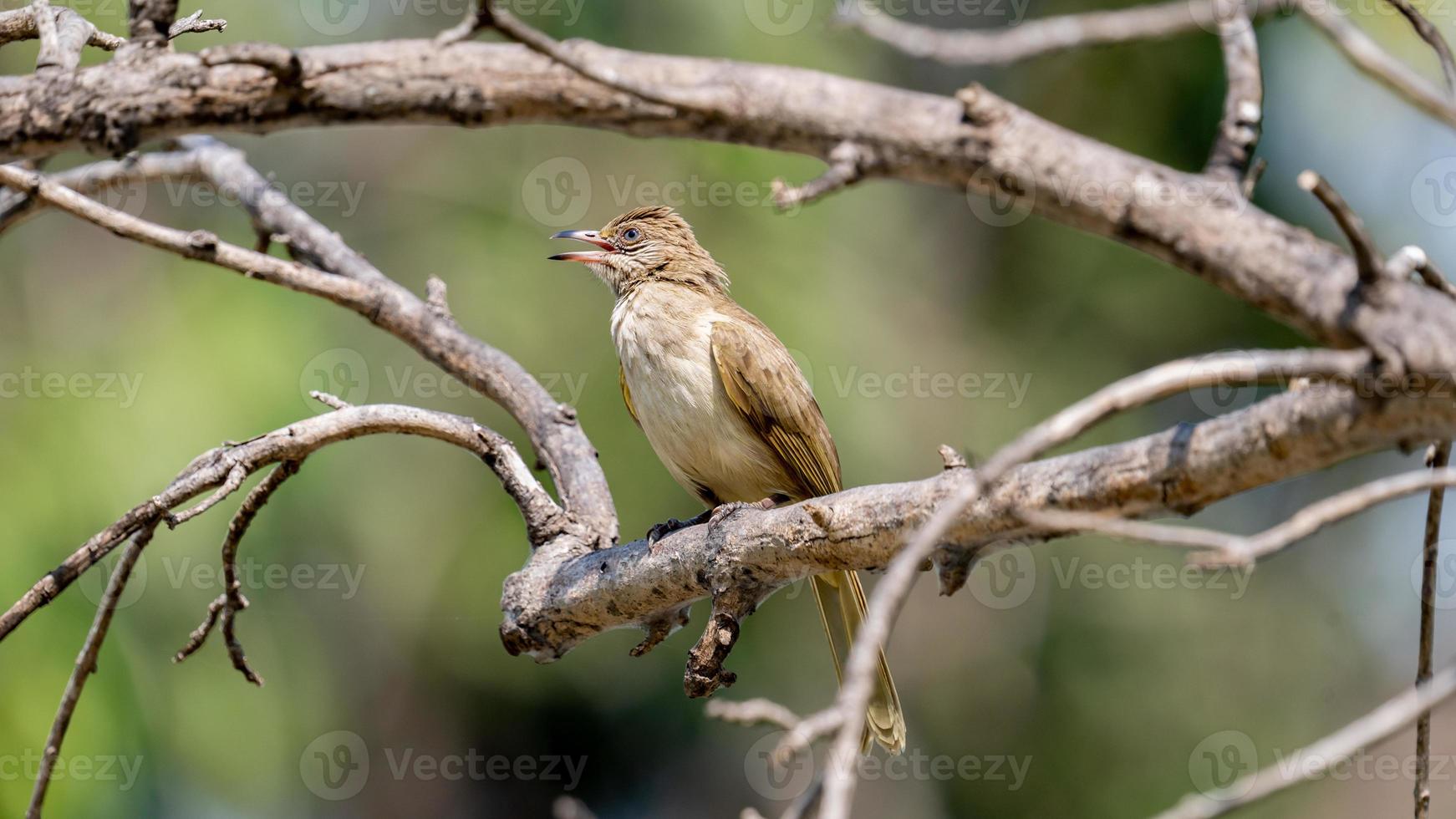 dalle orecchie striate bulbul arroccato su albero foto