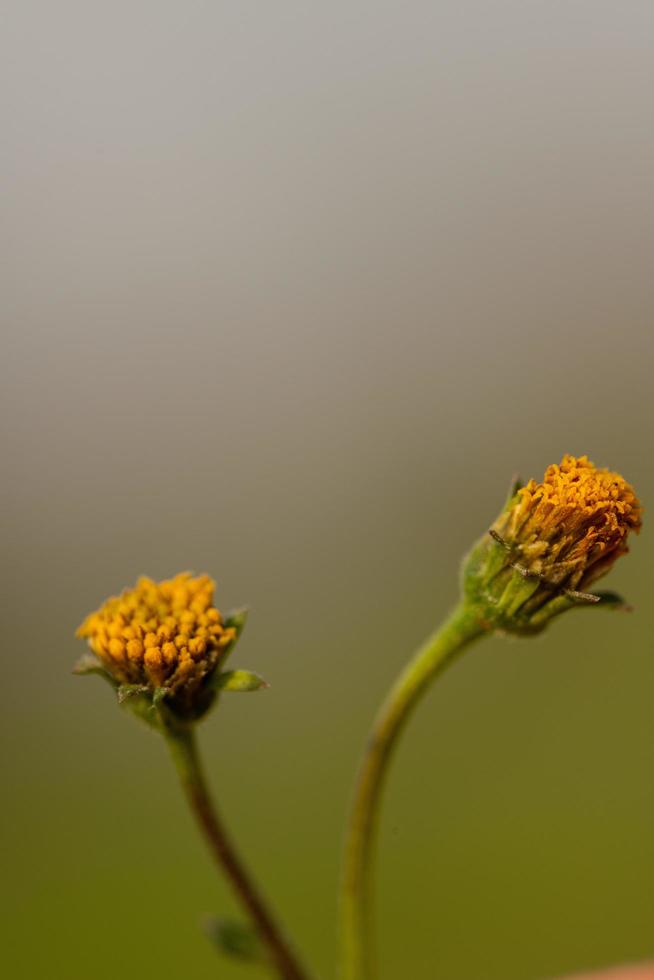 primo piano due fiori d'arancio foto