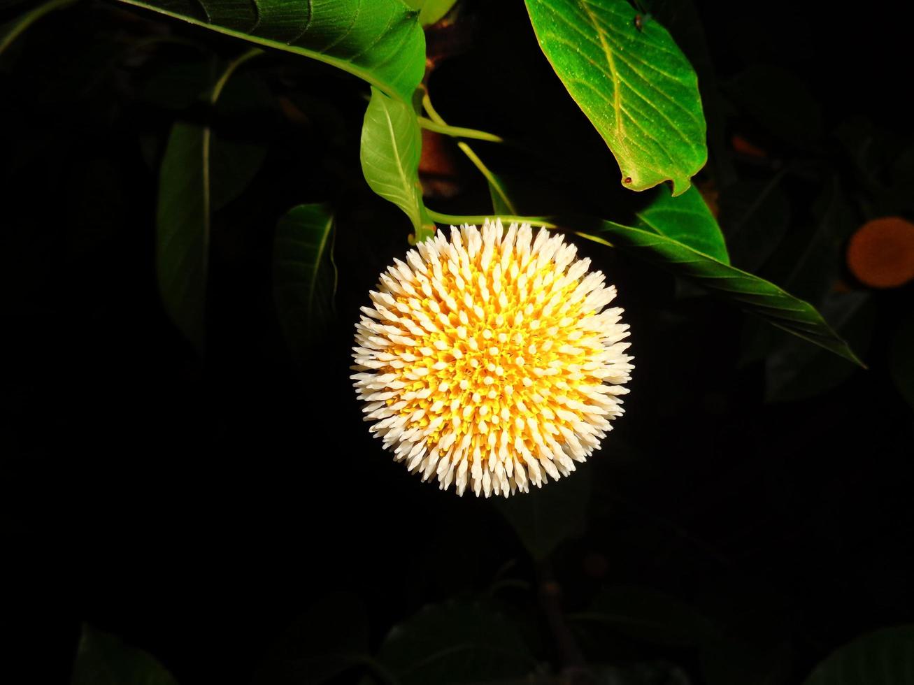 neolamarchia cadamba o kodom fiore di bangladesh foto