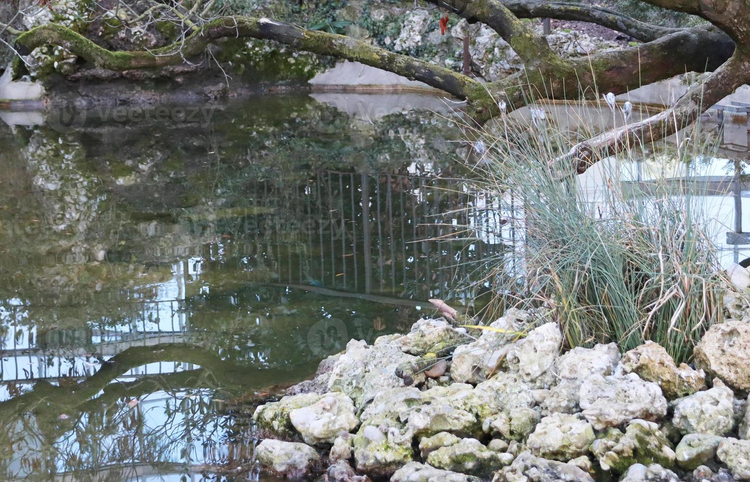 vicino su giapponese stagno nel il pubblico piazza concetto foto. urbano acqua fotografia. foto