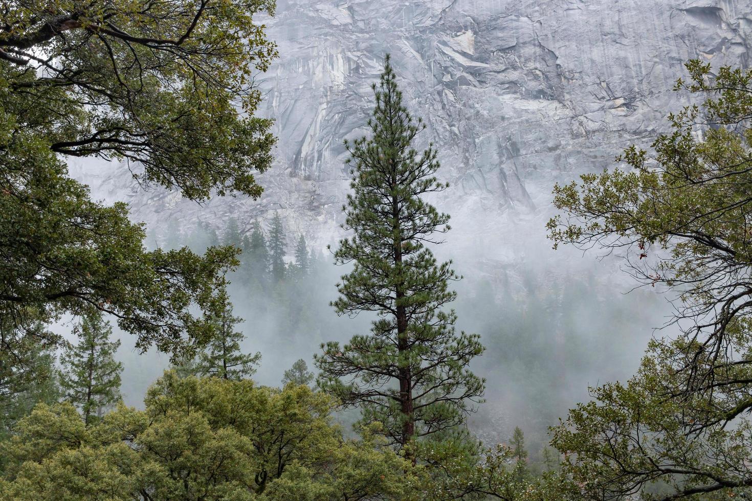 sempreverde contro la montagna nebbiosa foto