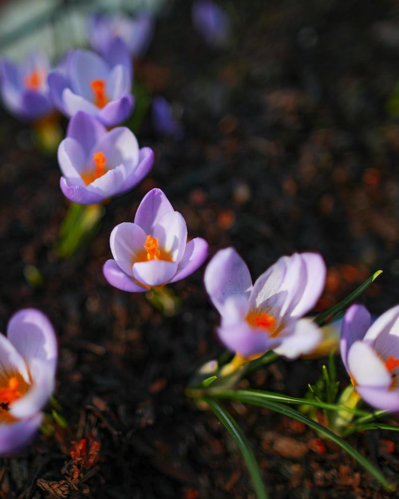 fiori viola e bianchi sul terreno foto