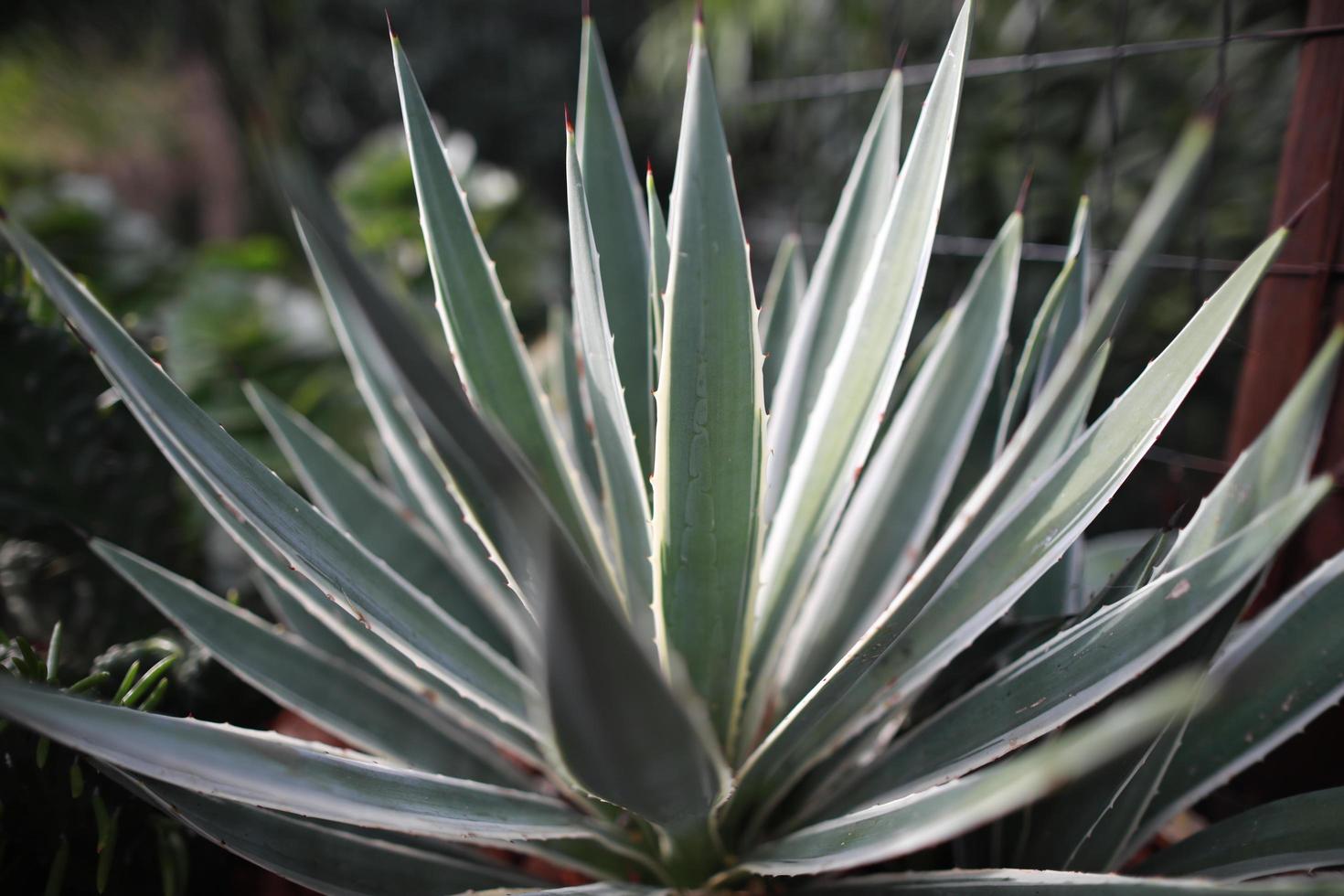 variegata agave a strisce nel giardino di cactus foto