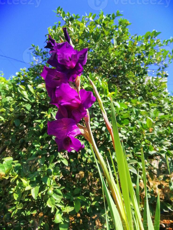 fiori nel Casa giardino foto