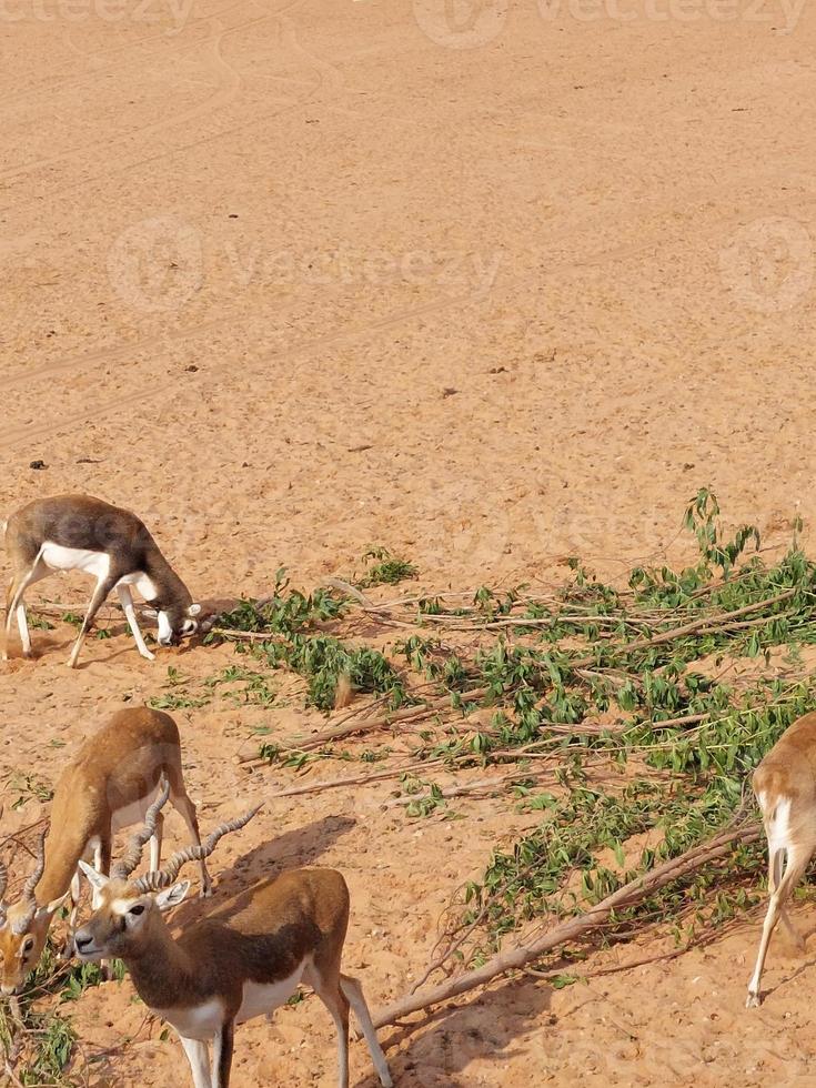 gazzelle nel nofa natura parco Riserva foto