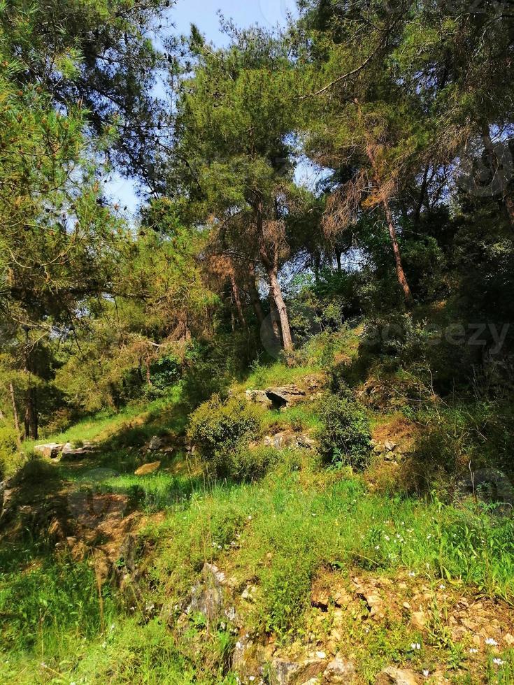 naturale verde scenario nel Libano foto