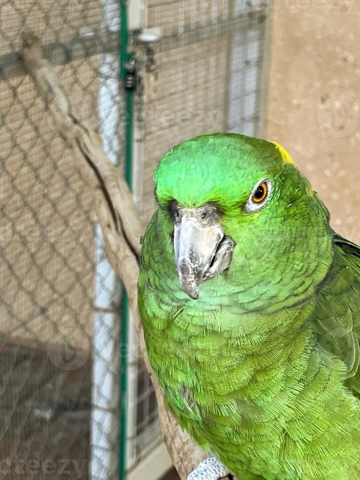 tropicale pappagalli nel nofa natura safari Riserva foto