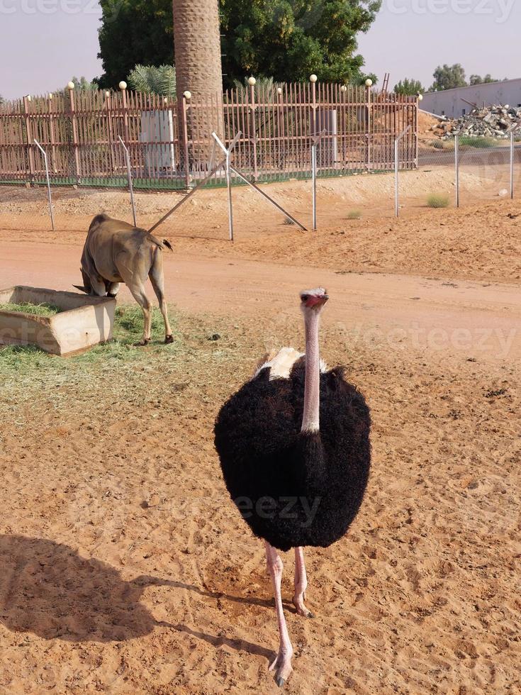 struzzi nel nofa natura safari Riserva foto